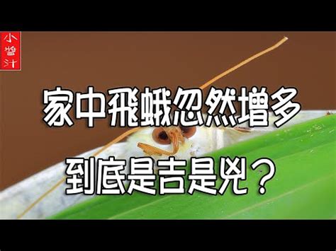 飛蛾停在家門口|家中飛蛾暗示什麼？專家解析